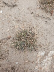 Poa maniototo
