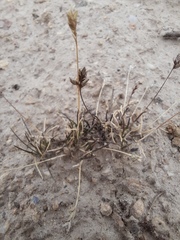 Poa maniototo