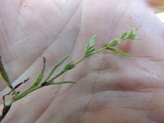 Plagiobothrys scouleri