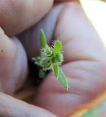 Plagiobothrys scouleri