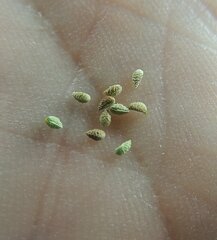 Plagiobothrys scouleri