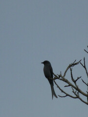 Dicrurus leucophaeus mouhoti