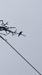 Piranga rubra