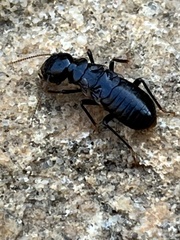 Anacanthotermes ubachi