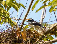 Gracupica floweri