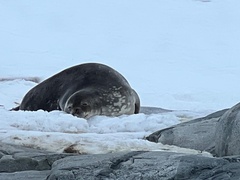 Leptonychotes weddellii