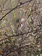 Nycticorax nycticorax