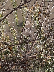 Nycticorax nycticorax