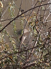 Nycticorax nycticorax