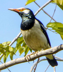 Gracupica floweri