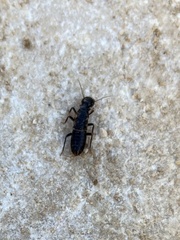 Anacanthotermes ubachi