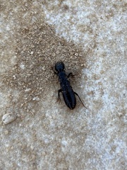 Anacanthotermes ubachi