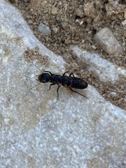 Anacanthotermes ubachi