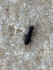 Anacanthotermes ubachi