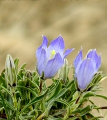 Campanula tridentata