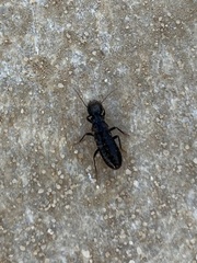 Anacanthotermes ubachi