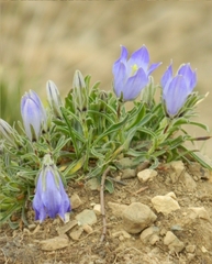 Campanula tridentata