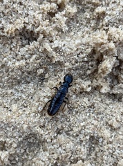 Anacanthotermes ubachi