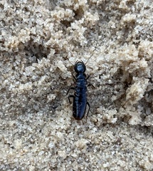 Anacanthotermes ubachi