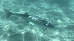 Remora