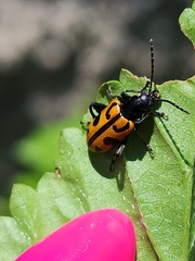 Atalasis sagroides