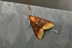 Lipararchis tranquillalis