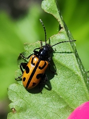 Atalasis sagroides