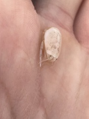 Hippa testudinaria