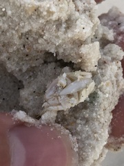 Hippa testudinaria