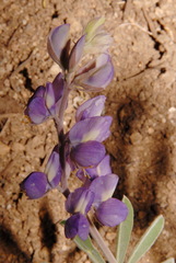 Lupinus grayi