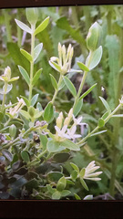 Gnidia caniflora