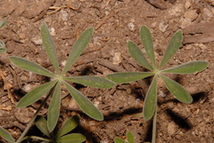 Lupinus grayi