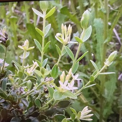 Gnidia caniflora