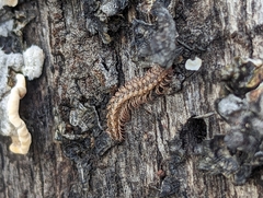 Harpogonopus