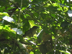 Cymbilaimus lineatus