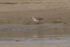 Calidris temminckii