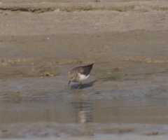 Calidris temminckii