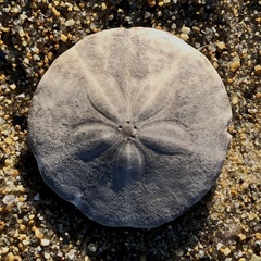 Echinarachnius parma