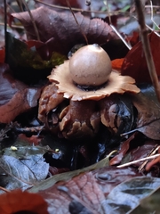Geastrum