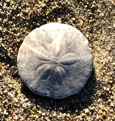 Echinarachnius parma