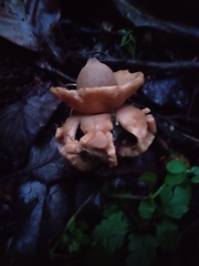 Geastrum