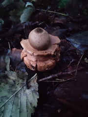 Geastrum