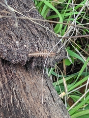 Harpogonopus