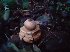 Geastrum