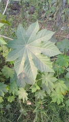 Ricinus