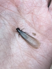 Anacanthotermes ubachi