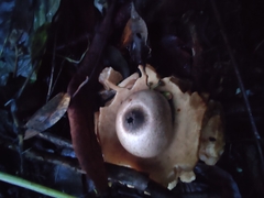 Geastrum