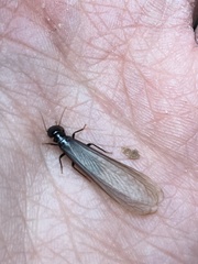 Anacanthotermes ubachi