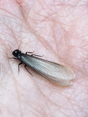 Anacanthotermes ubachi