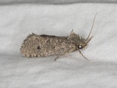 Acrolophus kearfotti